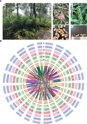 Chromosome-level genome and multi-omics analyses provide insights into the geo-herbalism properties of Alpinia oxyphylla